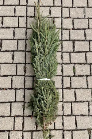 Spruce Tops Large 24-34" Bundle